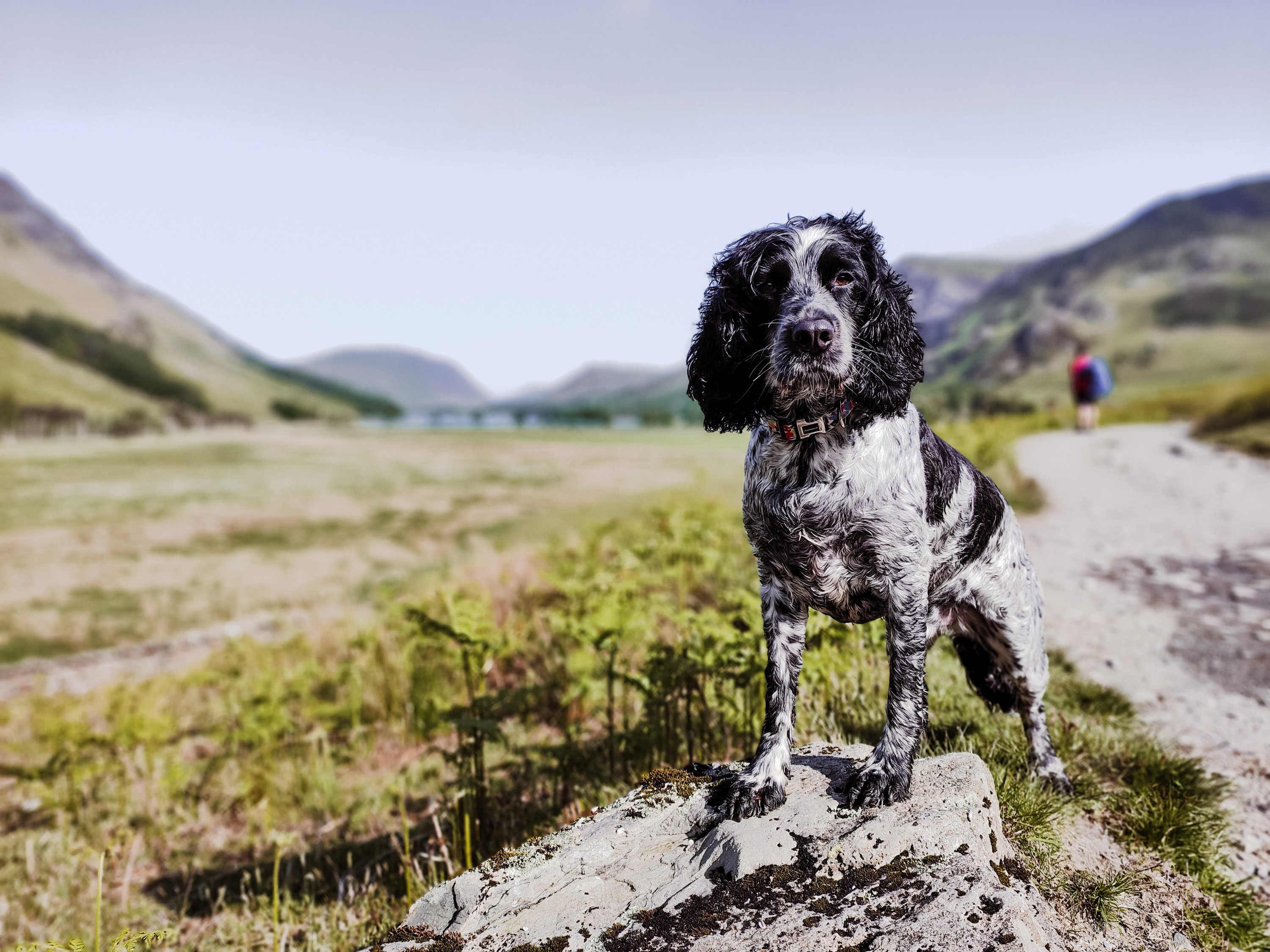 Infinity Pool Dog Wild Swimming Adventure: Discover Buttermere Infinity Pool – Spaniels ...
