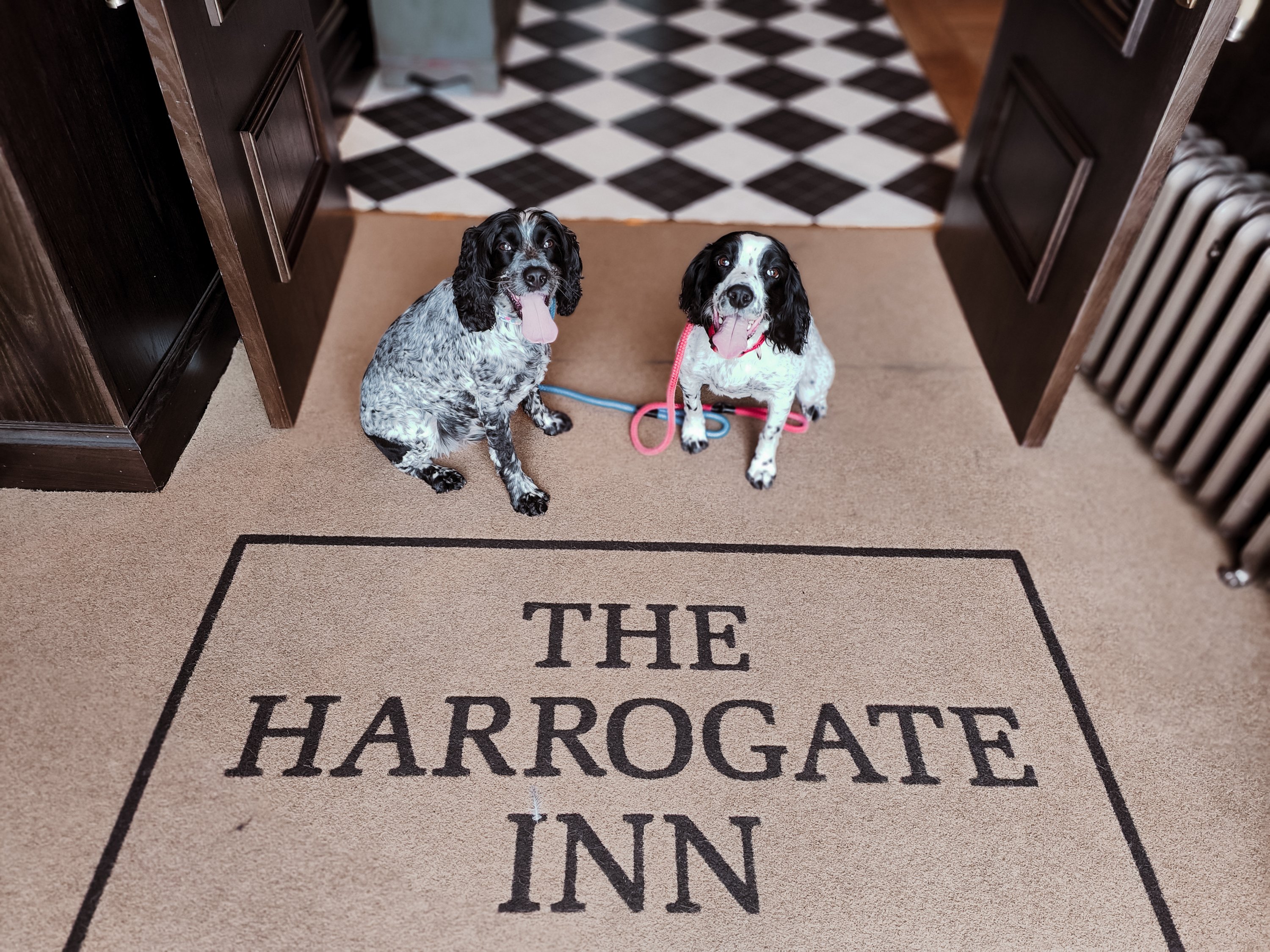 Dog-Friendly Harrogate: The Ultimate Victorian Spa Town for You