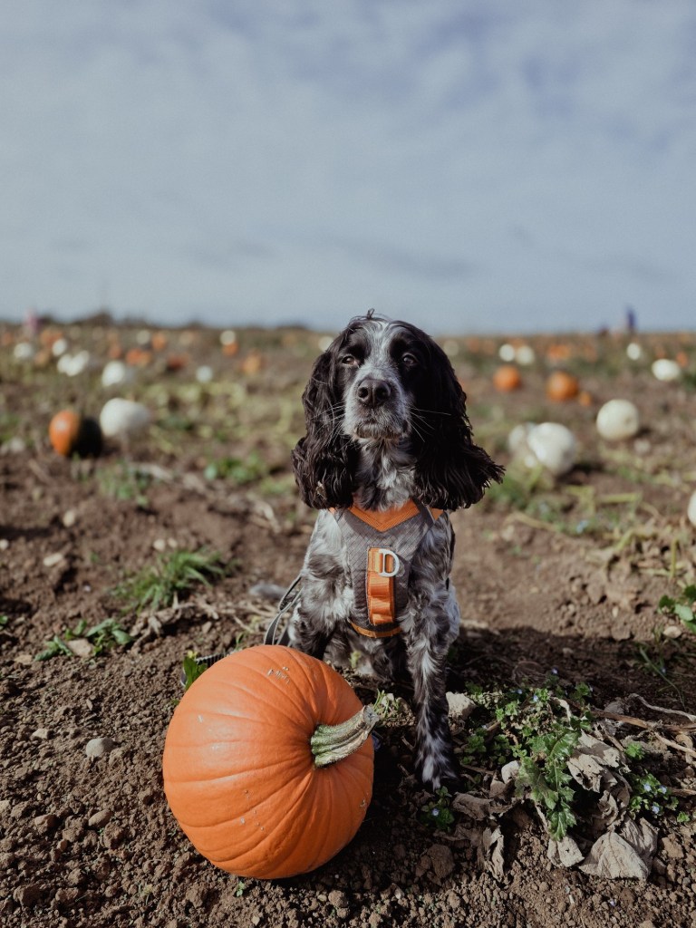 wp-17608111336592579563970359806149