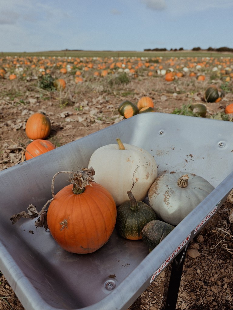 wp-17608117150272007275084882972204