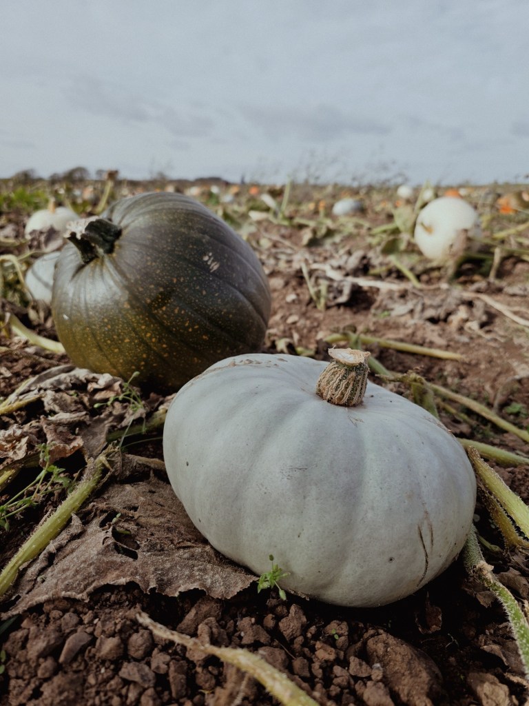 wp-17608117156755569960891495562381