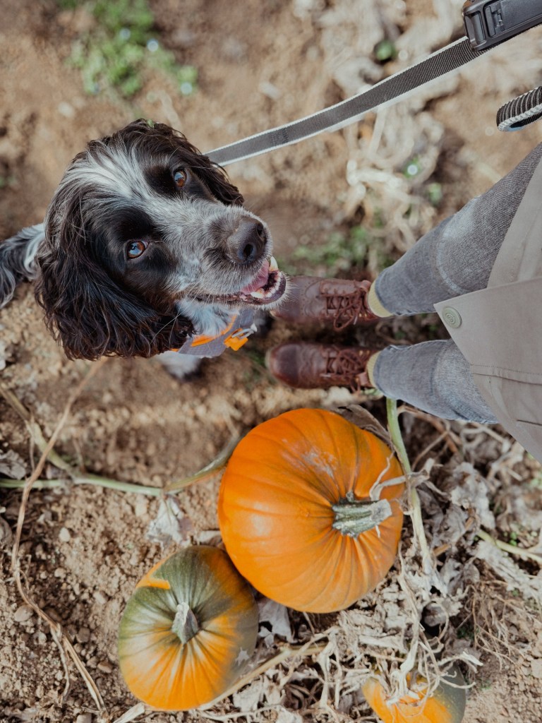 wp-1760811715827226403012052916384