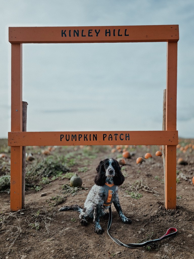 wp-17608130884557395035724063363014