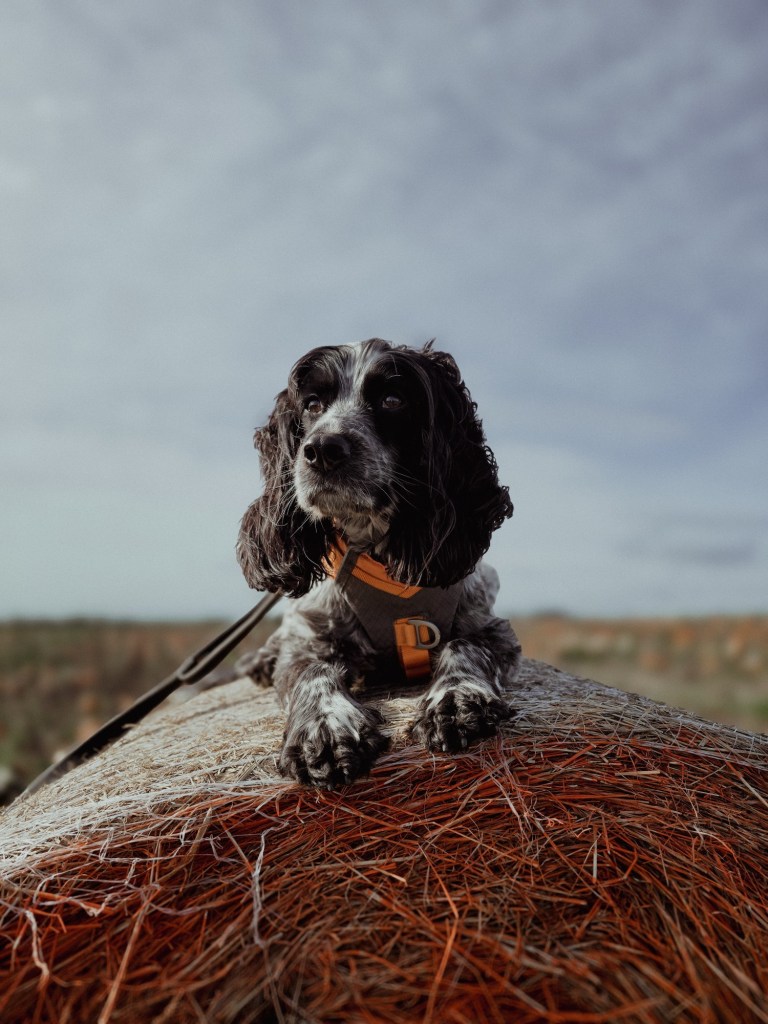 wp-1760813088635768848400015955074