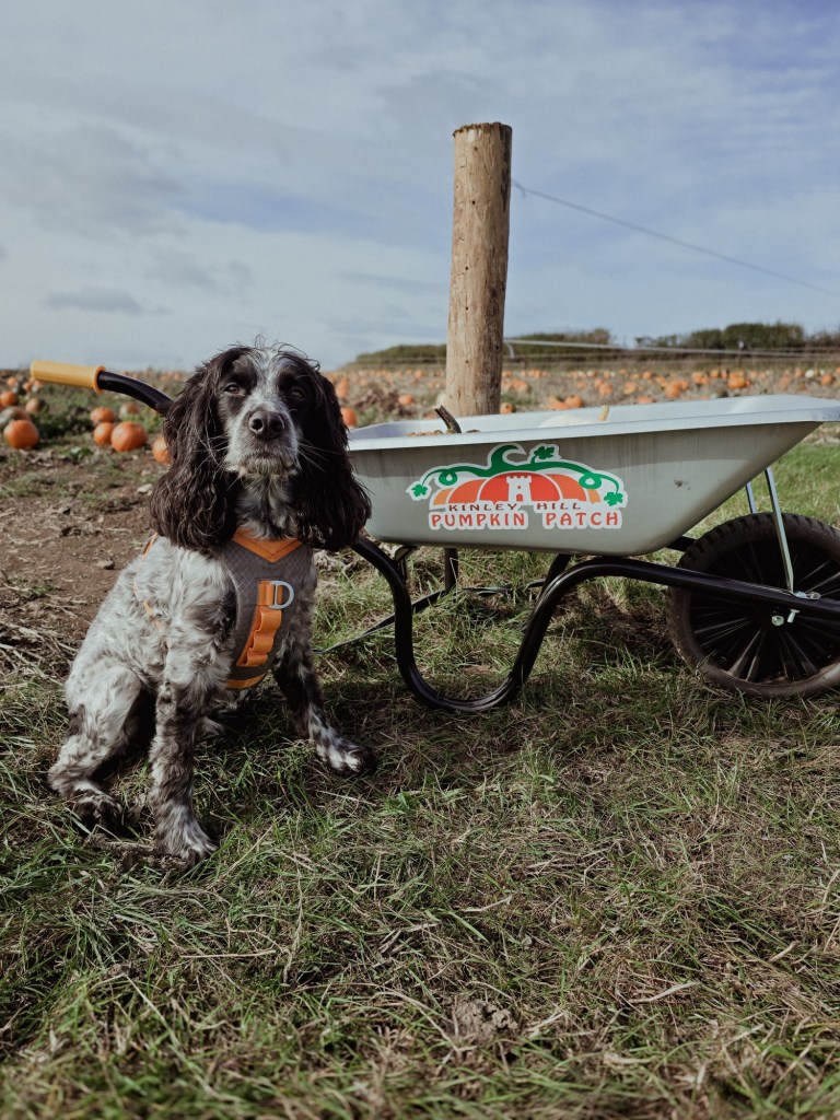 wp-17608130889672493352911614252313