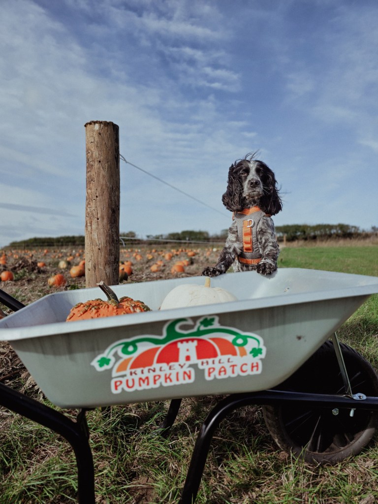 wp-17608130891518959326891724667733