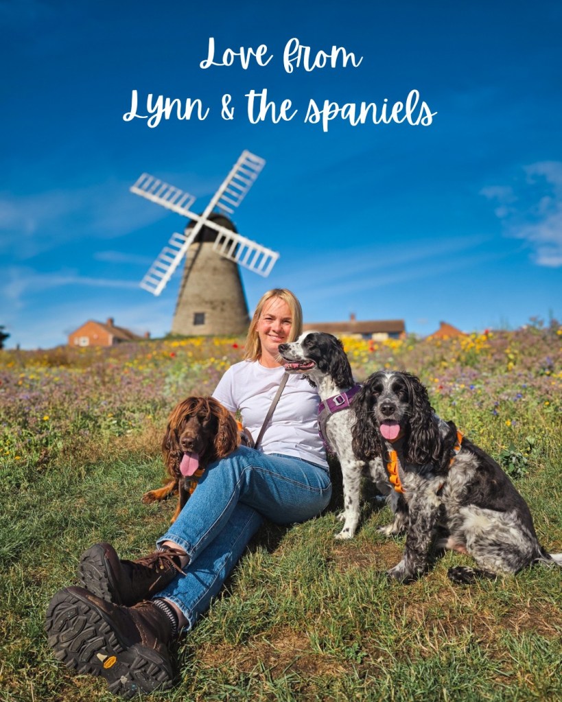 love from lynn & the spaniels_20260919_161135_00008905661796707918997.